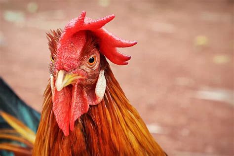 breeds of roosters for fighting|10 Best Fighting Rooster and Gamefowl Breeds.